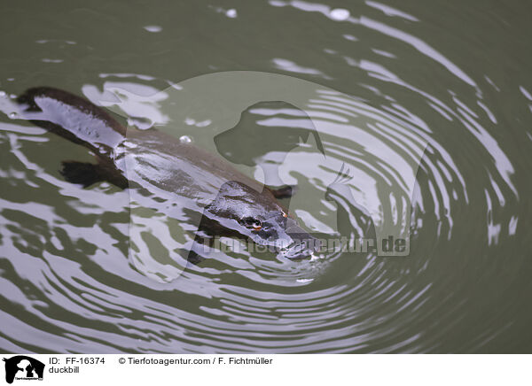 Schnabeltier / duckbill / FF-16374