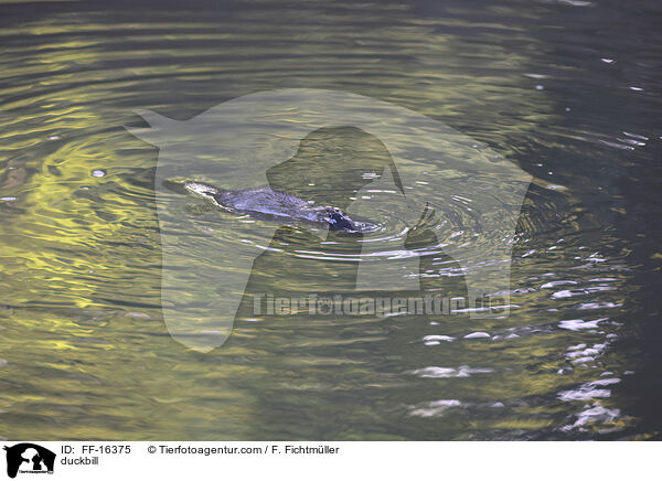 Schnabeltier / duckbill / FF-16375