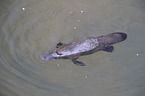 platypus