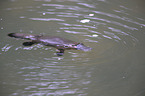 platypus