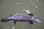 platypus