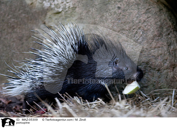 Stachelschwein / porcupine / MAZ-05309