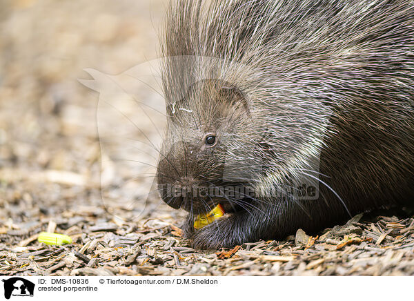 Stachelschwein / crested porpentine / DMS-10836