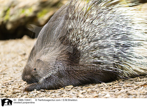 Stachelschwein / crested porpentine / DMS-10841