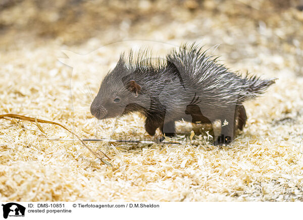 Stachelschwein / crested porpentine / DMS-10851