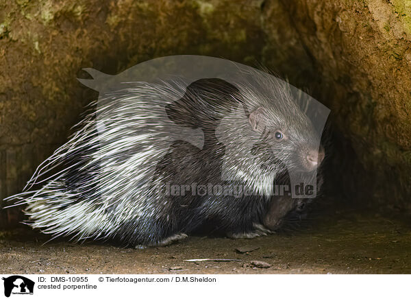 Stachelschwein / crested porpentine / DMS-10955