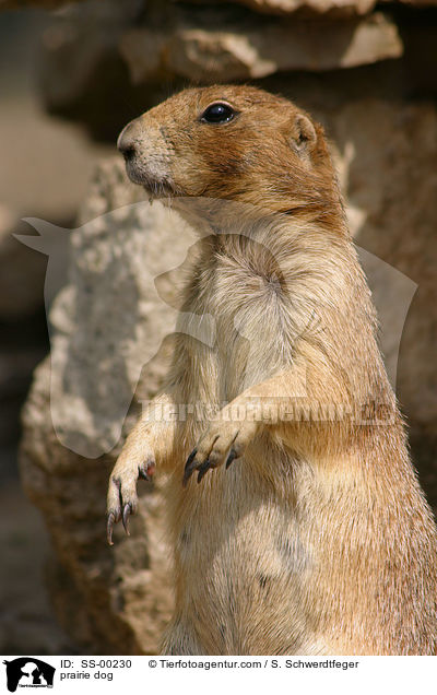 prairie dog / SS-00230