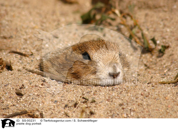 prairie dog portrait / SS-00231