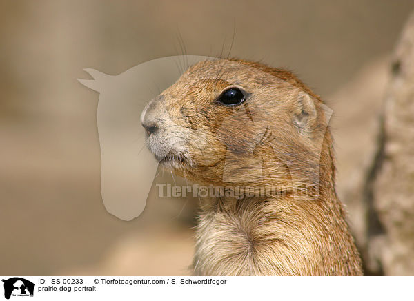 Prriehund Portrait / prairie dog portrait / SS-00233