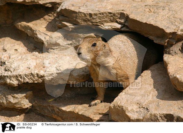 prairie dog / SS-00234