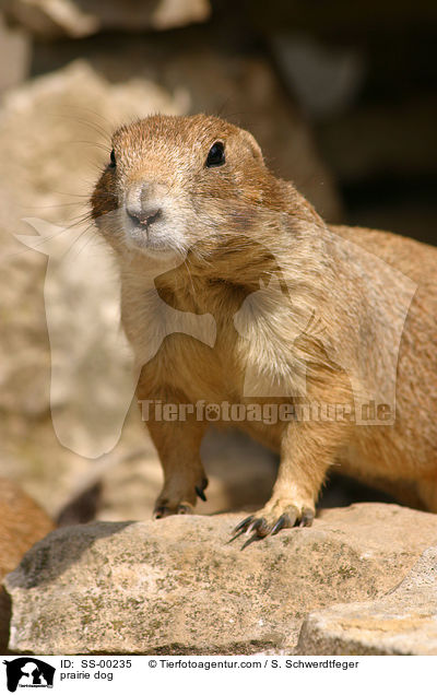 Prriehund / prairie dog / SS-00235