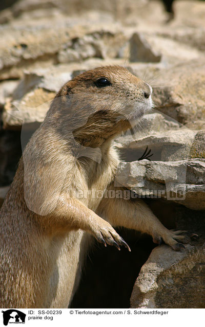 prairie dog / SS-00239