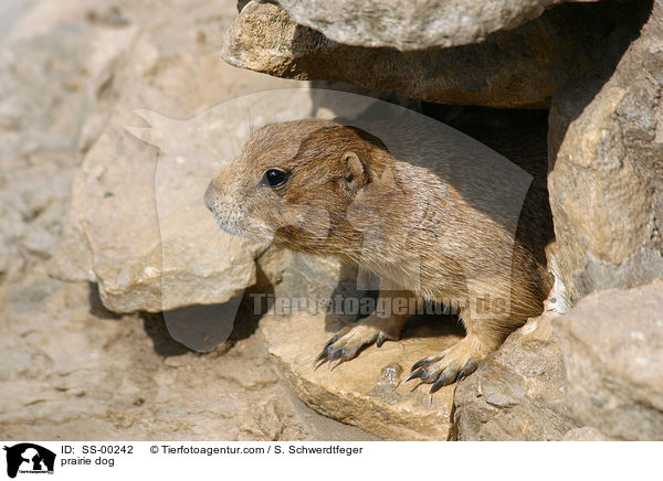 prairie dog / SS-00242