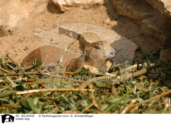 Prriehund / prairie dog / SS-00535