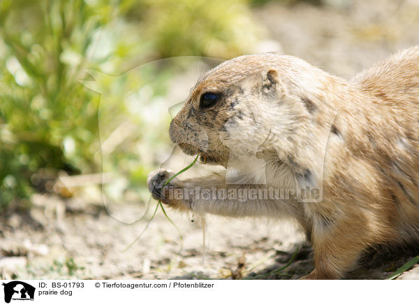 Prriehund / prairie dog / BS-01793