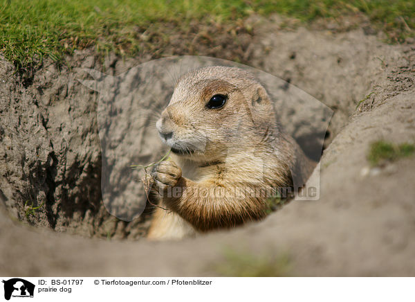 Prriehund / prairie dog / BS-01797