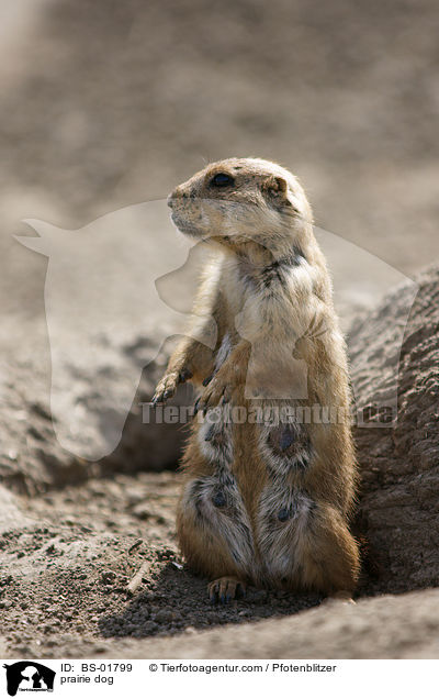 Prriehund / prairie dog / BS-01799