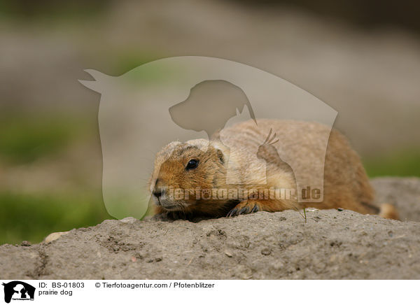 Prriehund / prairie dog / BS-01803