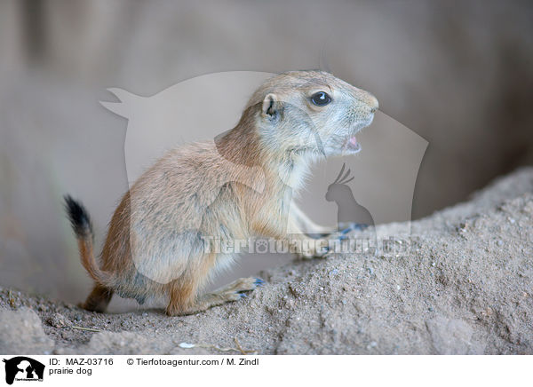 Prriehund / prairie dog / MAZ-03716