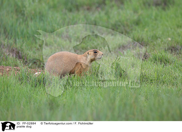 Prriehund / prairie dog / FF-02884