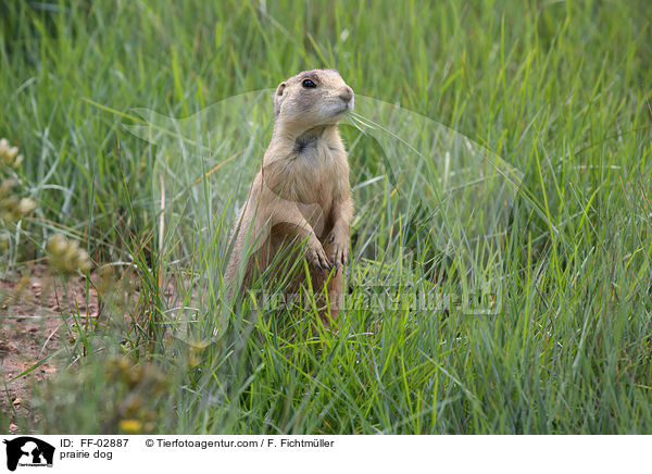 prairie dog / FF-02887
