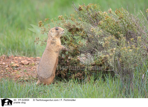 Prriehund / prairie dog / FF-02894