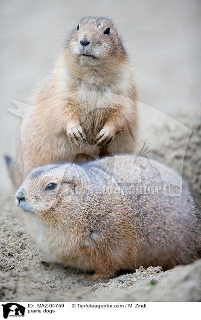 prairie dogs / MAZ-04759