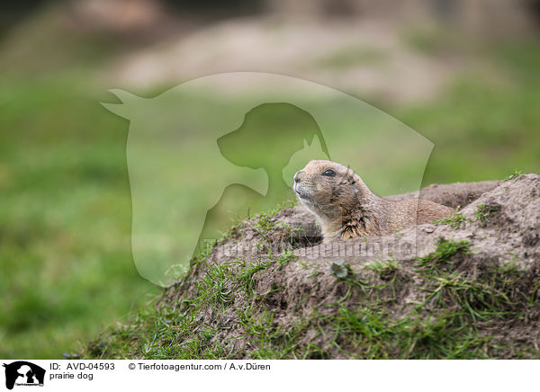 prairie dog / AVD-04593