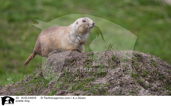 prairie dog / AVD-04605