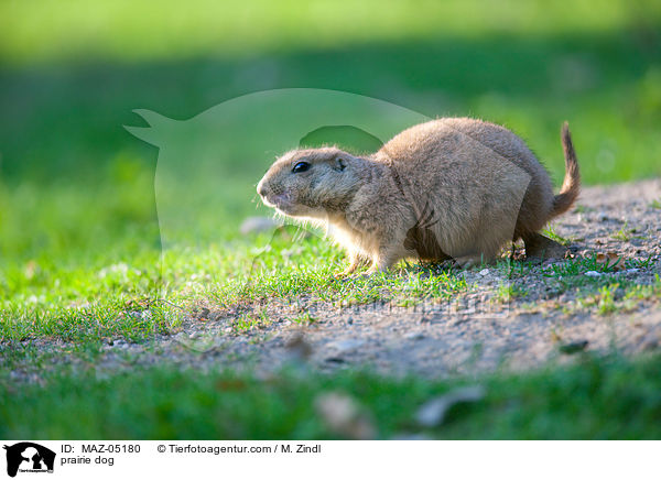 Prriehund / prairie dog / MAZ-05180