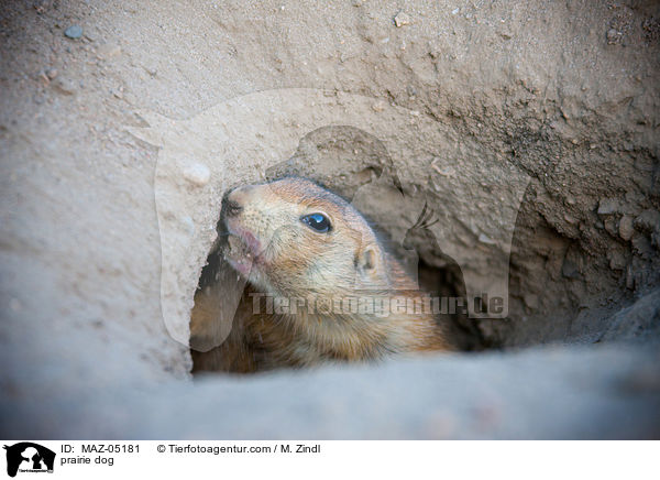 prairie dog / MAZ-05181