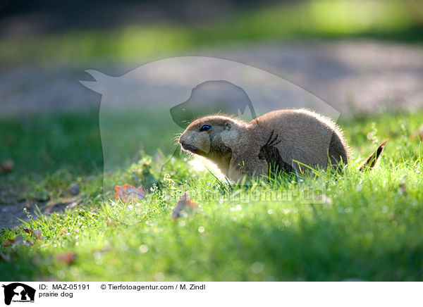 Prriehund / prairie dog / MAZ-05191
