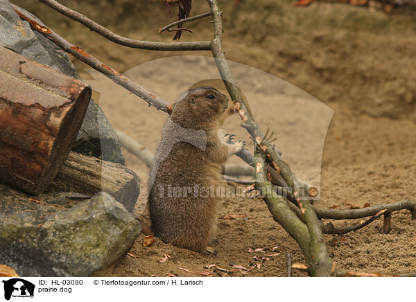 Prriehund / prairie dog / HL-03090