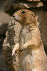 prairie dog