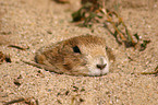 prairie dog portrait