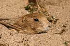 prairie dog portrait