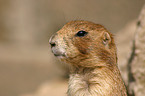 prairie dog portrait