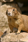 prairie dog