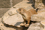 prairie dog