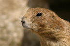 prairie dog portrait