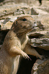 prairie dog