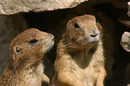 2 prairie dogs