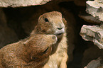 2 prairie dogs