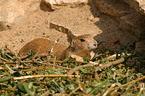 prairie dog