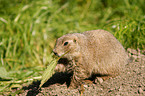 prairie dog