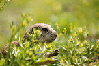 prairie dog