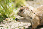 prairie dog