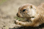 prairie dog