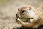 prairie dog