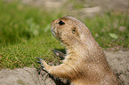 prairie dog